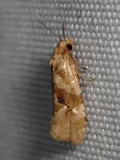 Gynnidomorpha romonana thumbnail 3