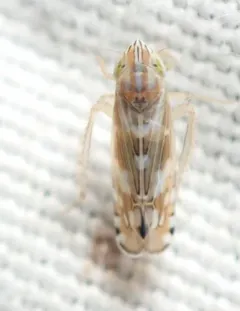 Cosmotettix bilineatus thumbnail 3