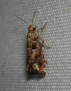 Abrupt Epiblema Moth thumbnail 4