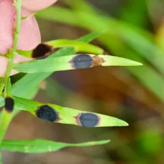 Euthamia leaf gall midge thumbnail 2