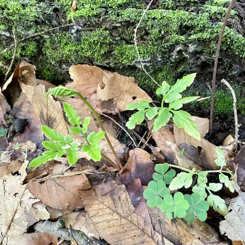 blunt-lobed grapefern