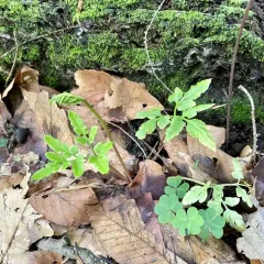 blunt-lobed grapefern thumbnail 1