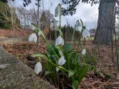 Green Snowdrop thumbnail 4
