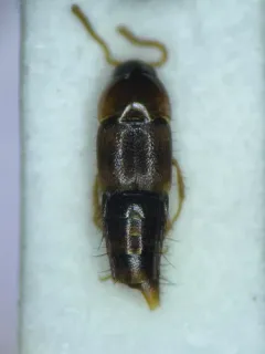 Palporus nitidulus thumbnail 4