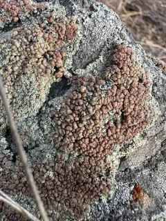 Sagebrush Rim-lichen thumbnail 1