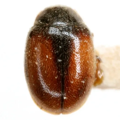 Scymnus coniferarum