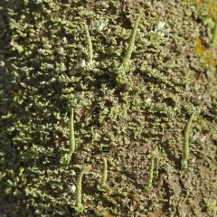 Common Powderhorn thumbnail 4