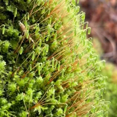 magnificent leafy moss thumbnail 4