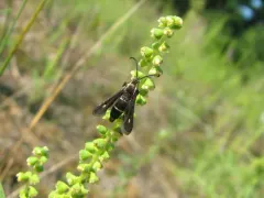 Blazing Star Clearwing thumbnail 3
