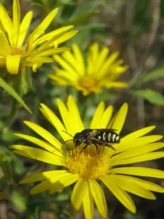 Northeastern Pebble Bee thumbnail 3