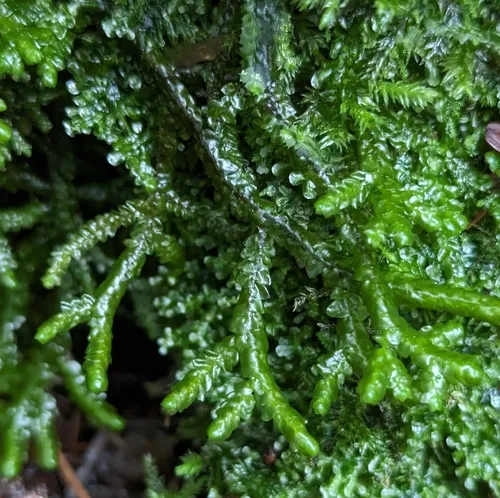 Cliff Scalewort