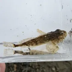 Torrent Sculpin thumbnail 3