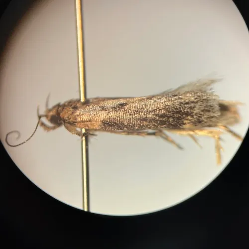 Black-smudged Chionodes Moth