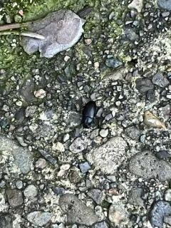 Blapstinus discolor thumbnail 4