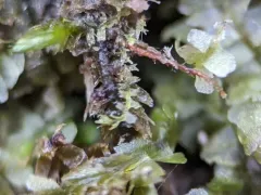 Lesser Crestwort thumbnail 1