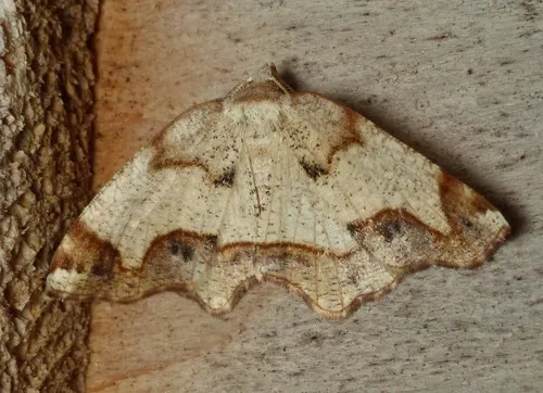 Friendly Probole Moth