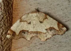 Friendly Probole Moth thumbnail 1