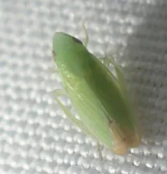 Memnonia flavida thumbnail 3
