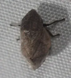 Hill-Prairie Spittlebug thumbnail 4