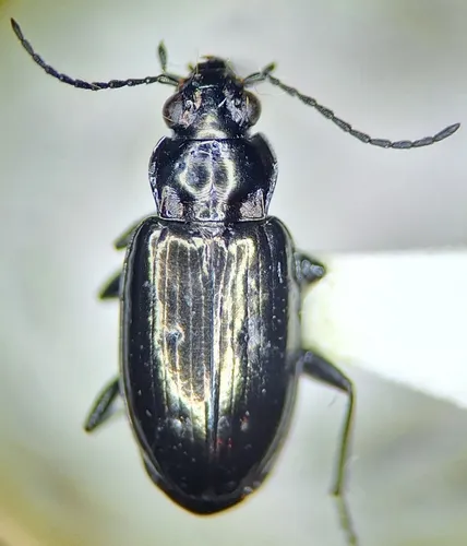 Bembidion breve
