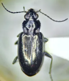 Bembidion breve thumbnail 1