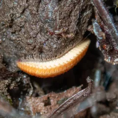 Octoglena anura thumbnail 3