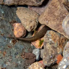 Columbia Torrent Salamander thumbnail 2