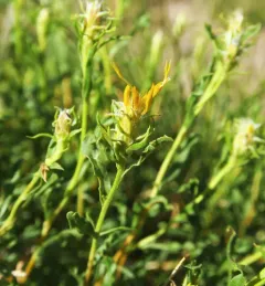 singlehead goldenbush thumbnail 4