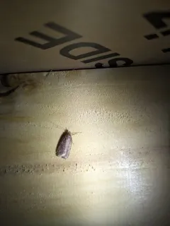 Agonopterix rosaciliella thumbnail 2