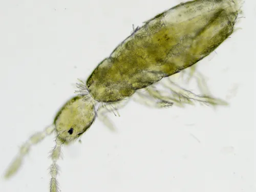 Pseudosinella alba