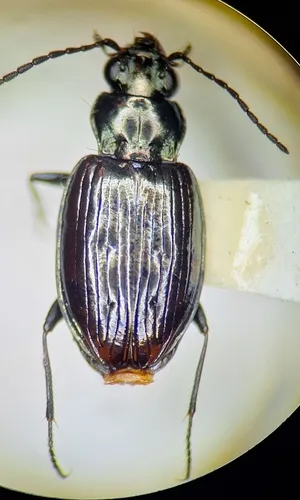 Bembidion haruspex