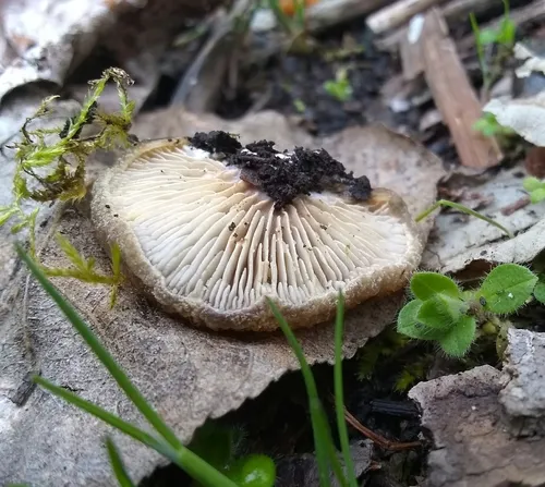 woolly oyster