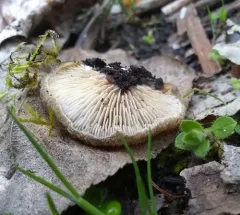 woolly oyster thumbnail 1