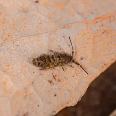 Shaggy Springtail thumbnail 2