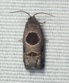 Brighton's Epiblema Moth thumbnail 3