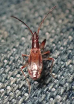 Pseudocnemodus canadensis thumbnail 4