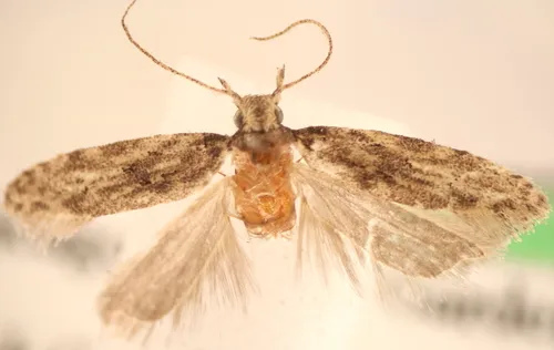 Hypatima zesticopa