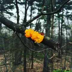 Orange Jelly Spot thumbnail 3