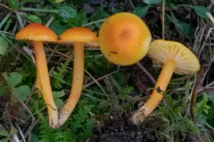 Hygrocybe subceracea thumbnail 3