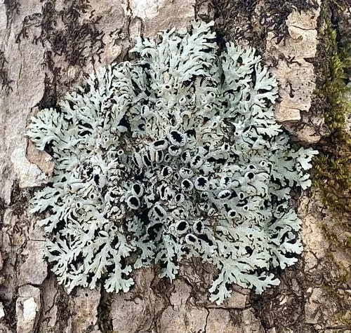 Cupped Fringe Lichen
