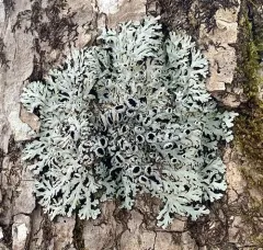 Cupped Fringe Lichen thumbnail 1