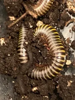 Bumblebee Millipede thumbnail 2
