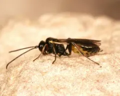 Bathyplectes infernalis thumbnail 2