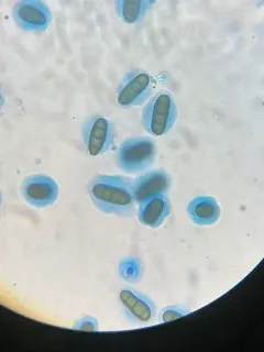 Sycamore Splank thumbnail 2