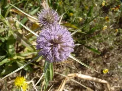 beethistle thumbnail 1