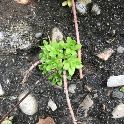Stringy Stonecrop