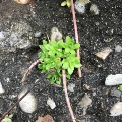 Stringy Stonecrop thumbnail 1