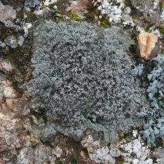 Black-eye Lichen thumbnail 2