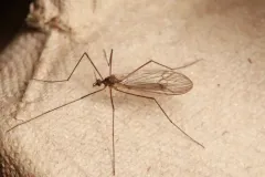 Trichocera regelationis thumbnail 3