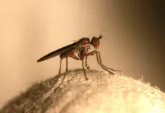 Campsicnemus hirtipes thumbnail 3